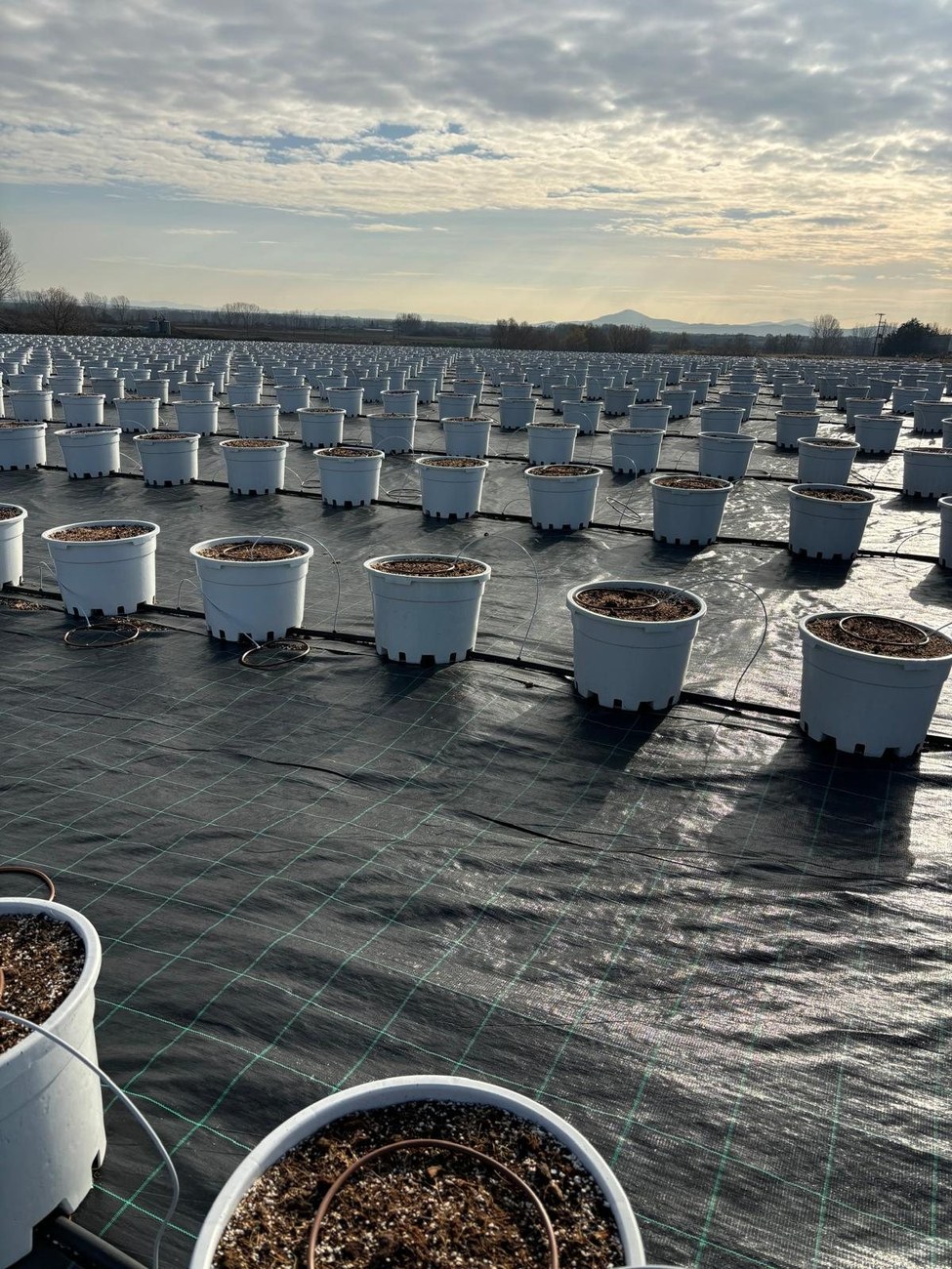 Blueberry pots at Bluefarm IKE