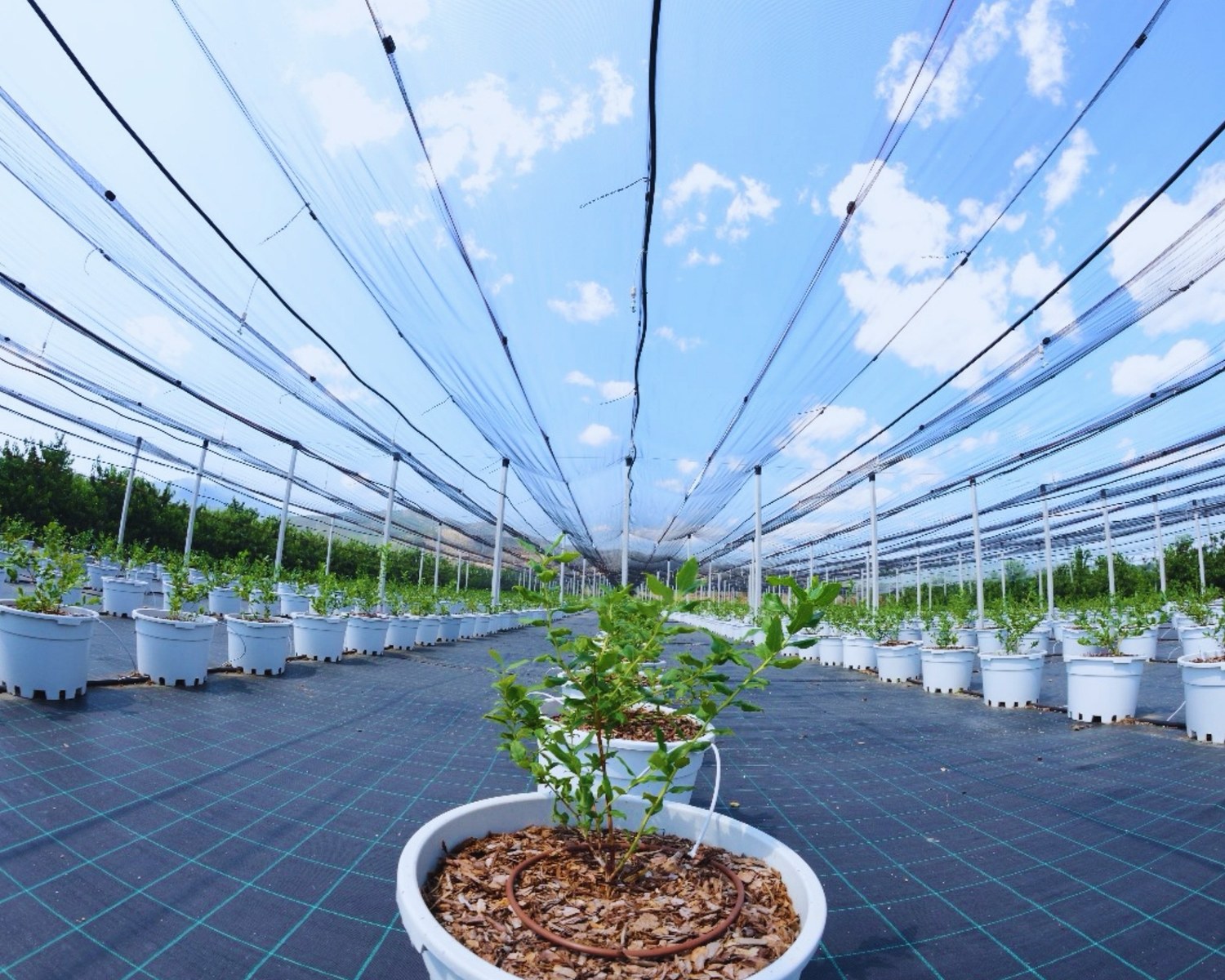Bluefarm IKE modern blueberry cultivation area
