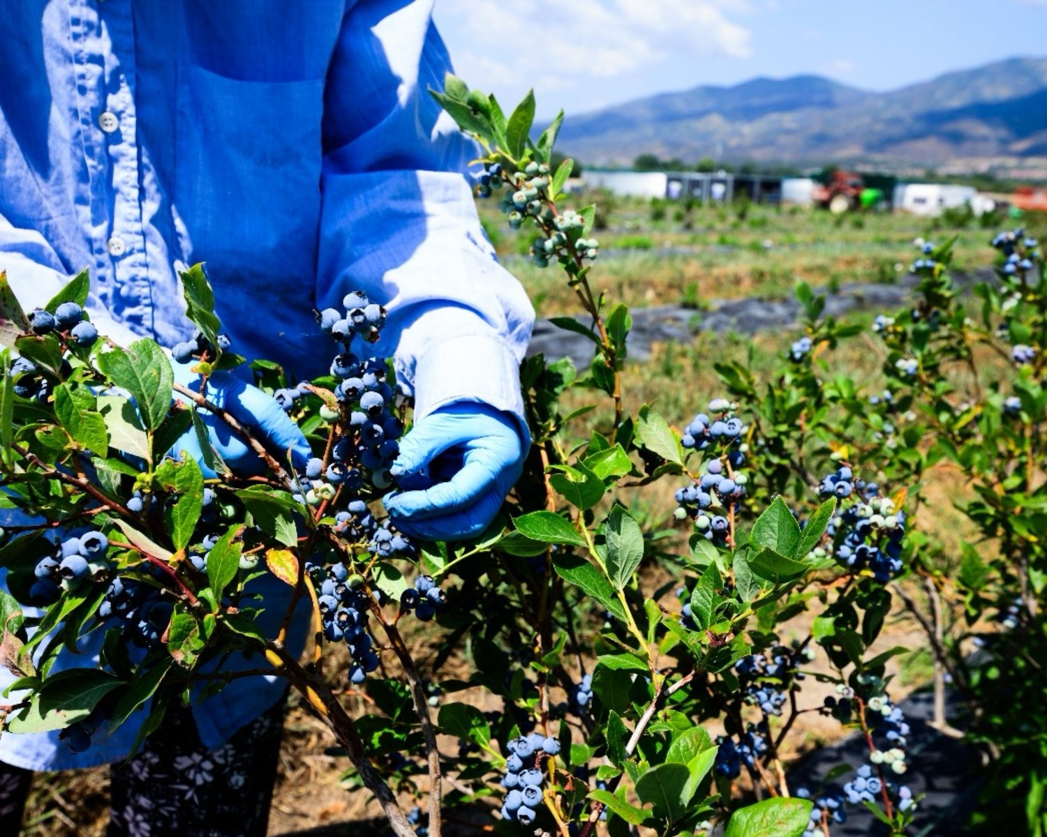 Blueberry harvesting and plant care at Bluefarm IKE