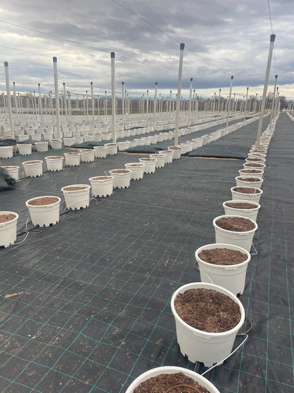 Bluefarm IKE blueberry production rows