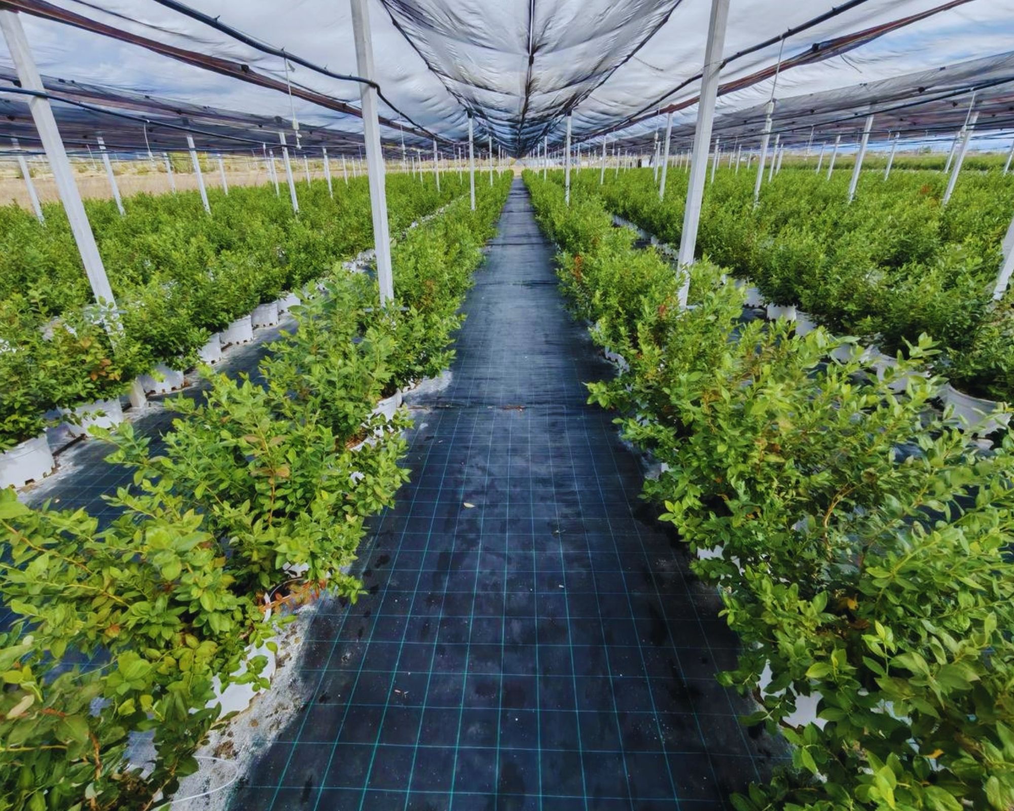 Protected blueberry cultivation rows