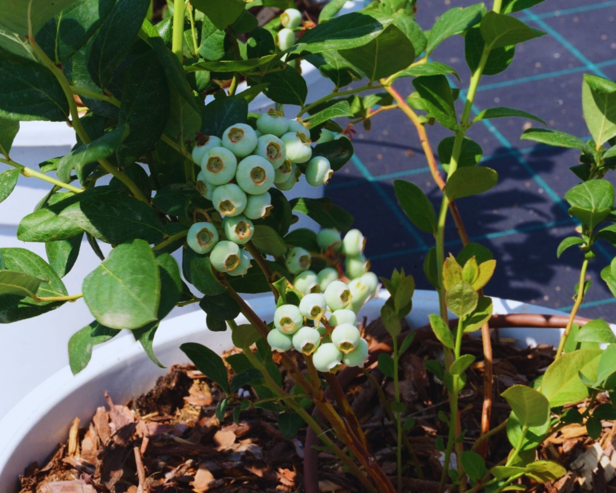 Blueberries developing on the plant