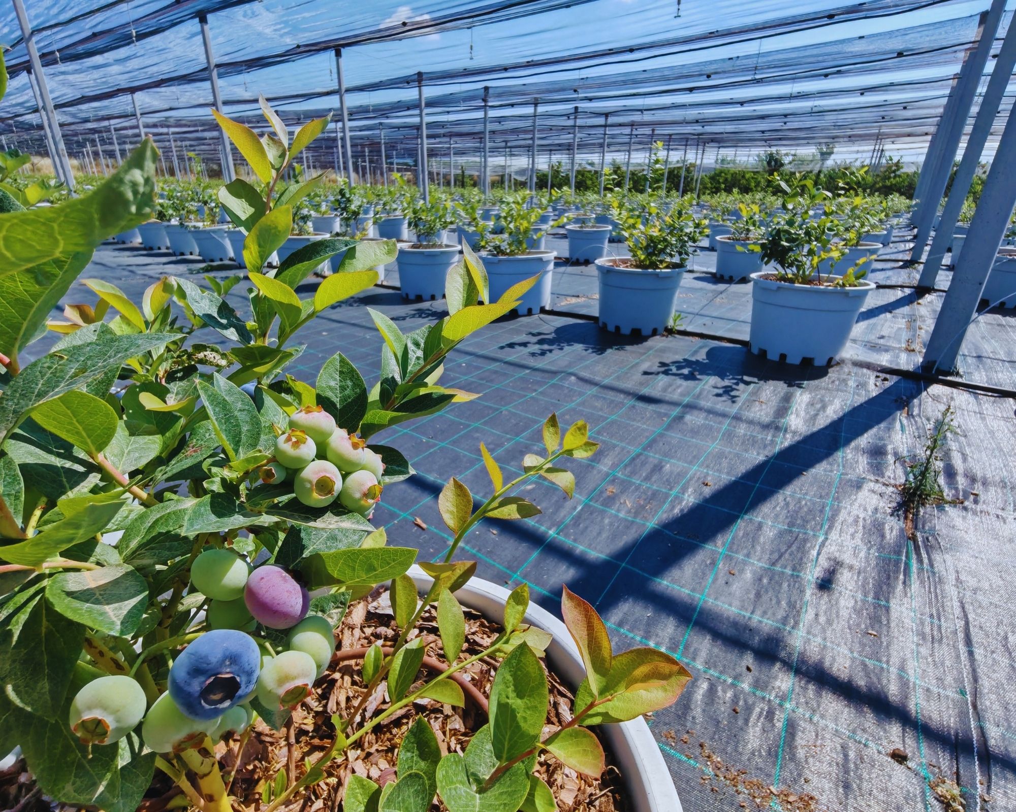 Blueberries ripening in the production field