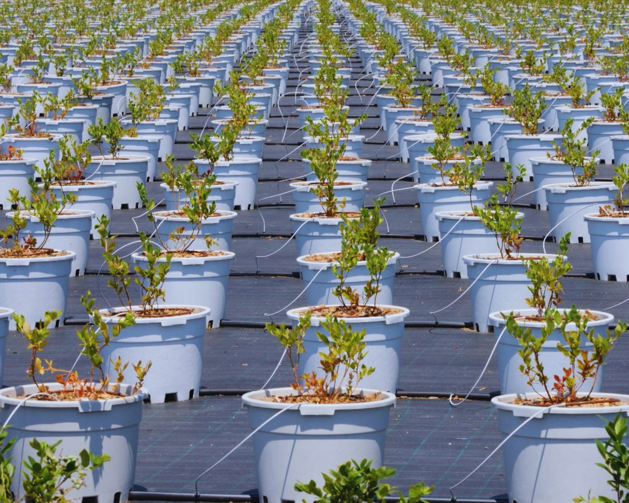 Young blueberry plants arranged in rows