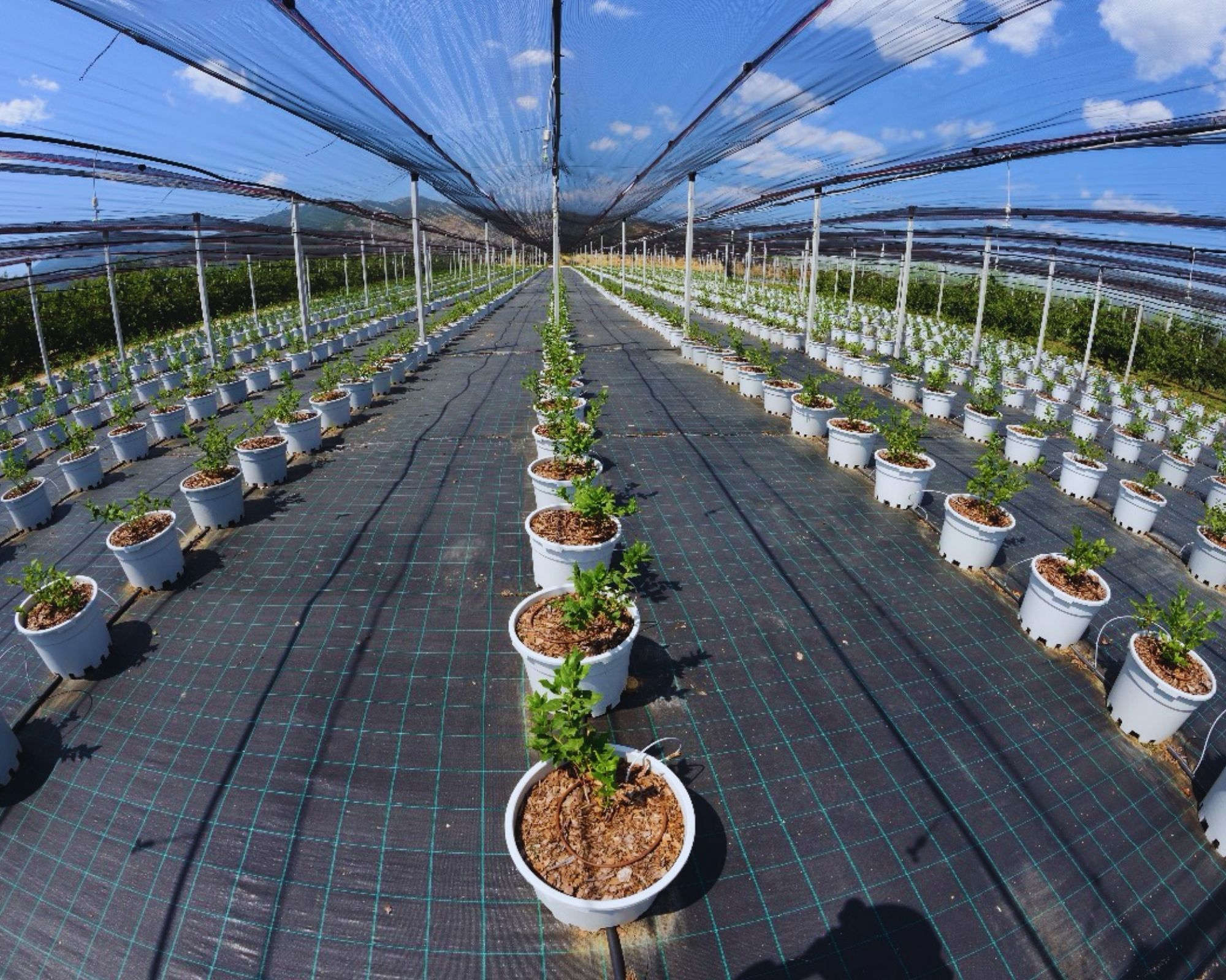Structured blueberry cultivation layout