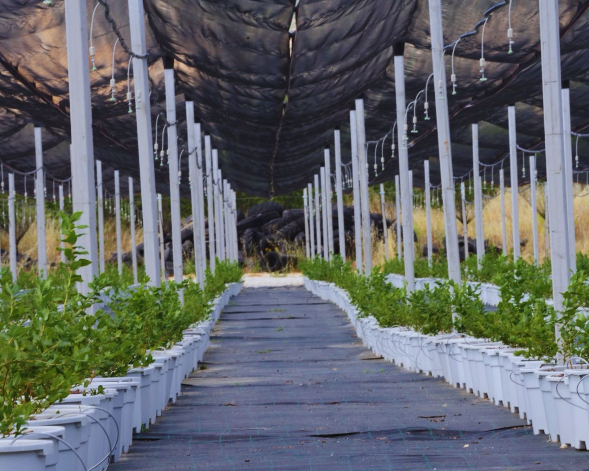 Established blueberry production rows