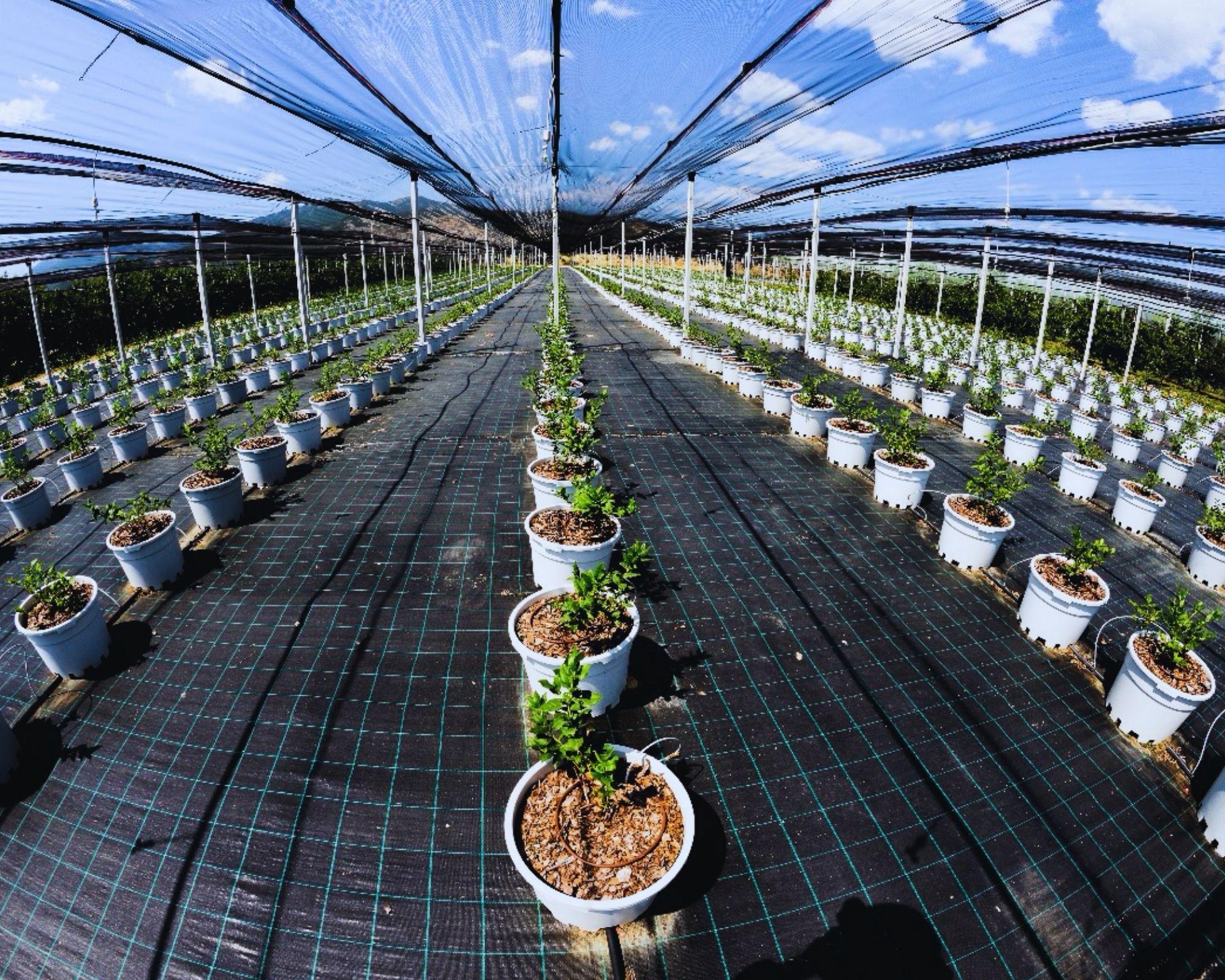 Blueberry crop management in the field