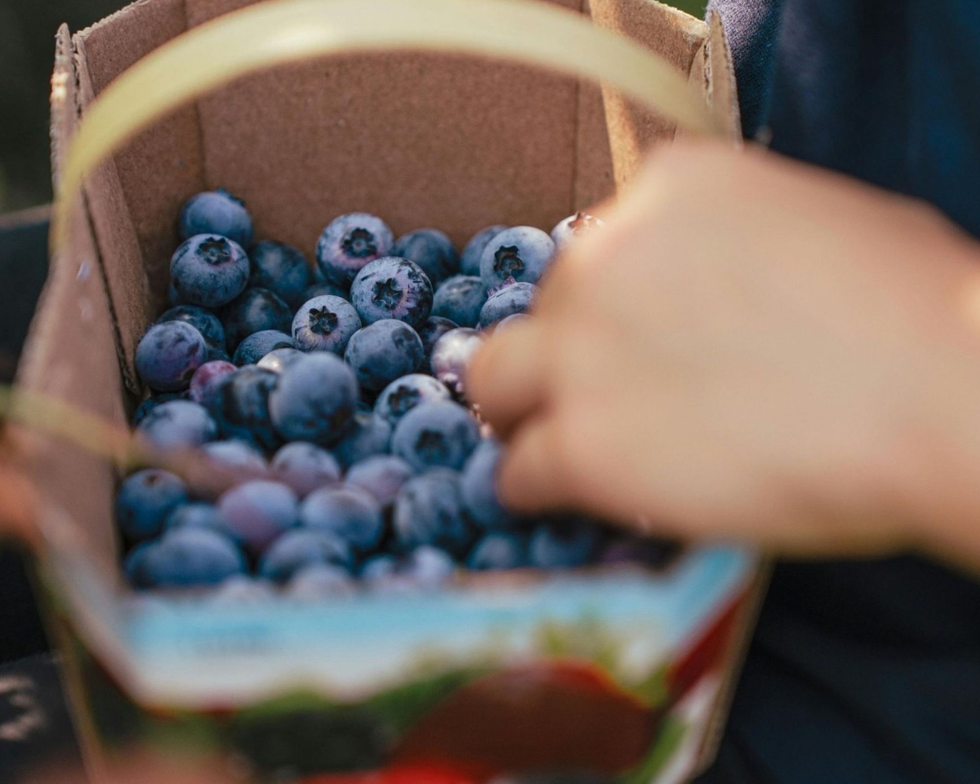 Hand harvesting fresh blueberries