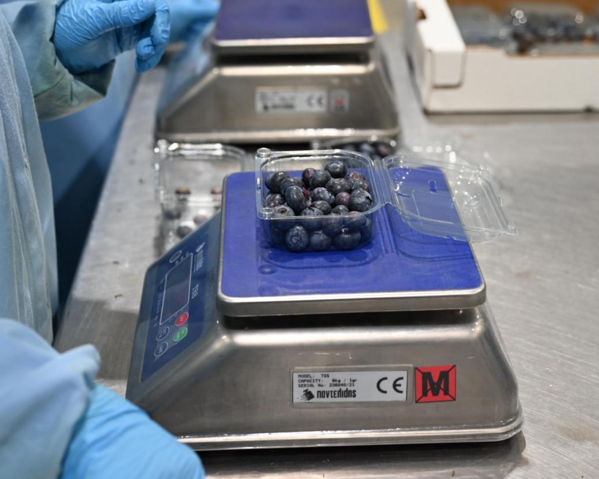 Blueberry weighing and control