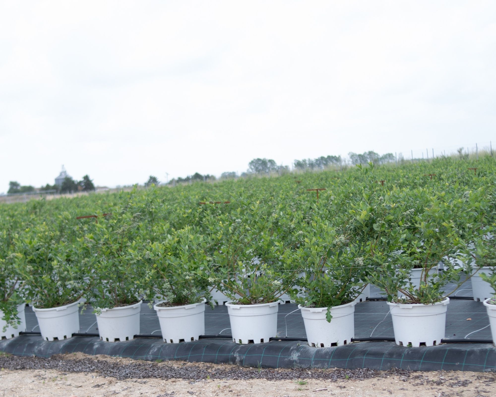 Productive blueberry plant rows