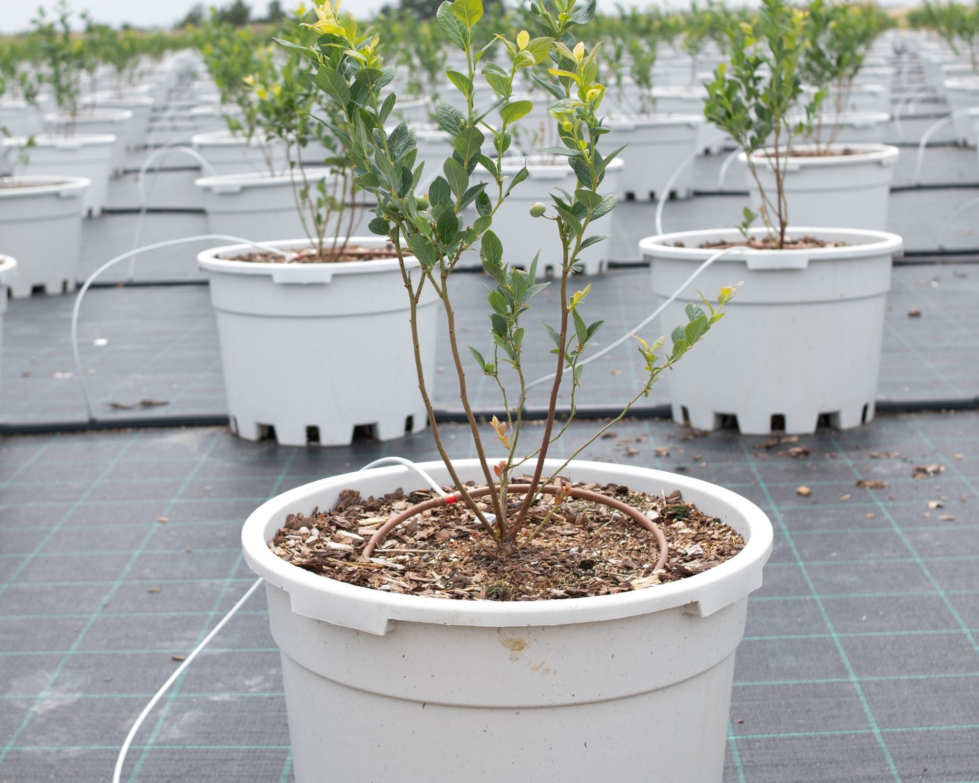 Blueberry plant-level monitoring