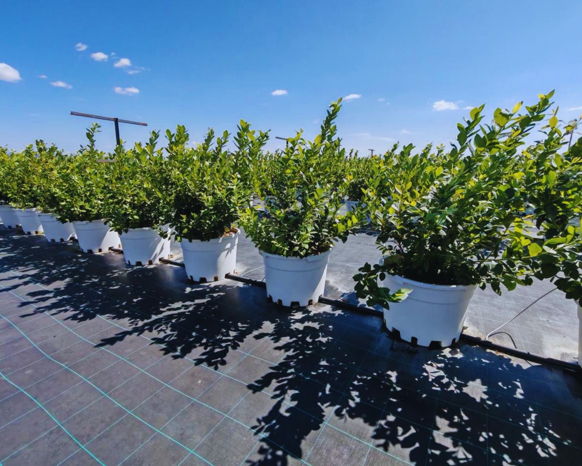 Mature blueberry plants in containers