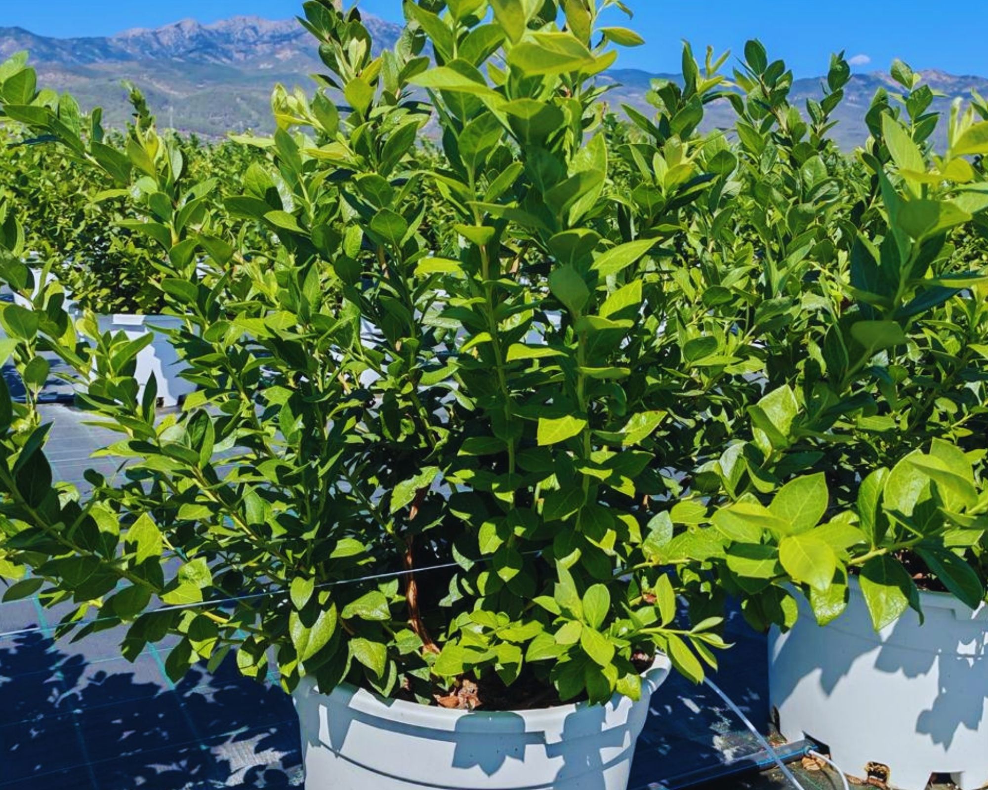 Healthy blueberry plant development
