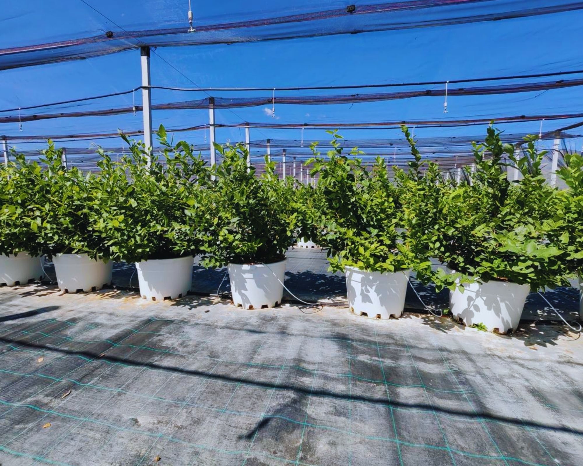 Blueberry plants under protective cover