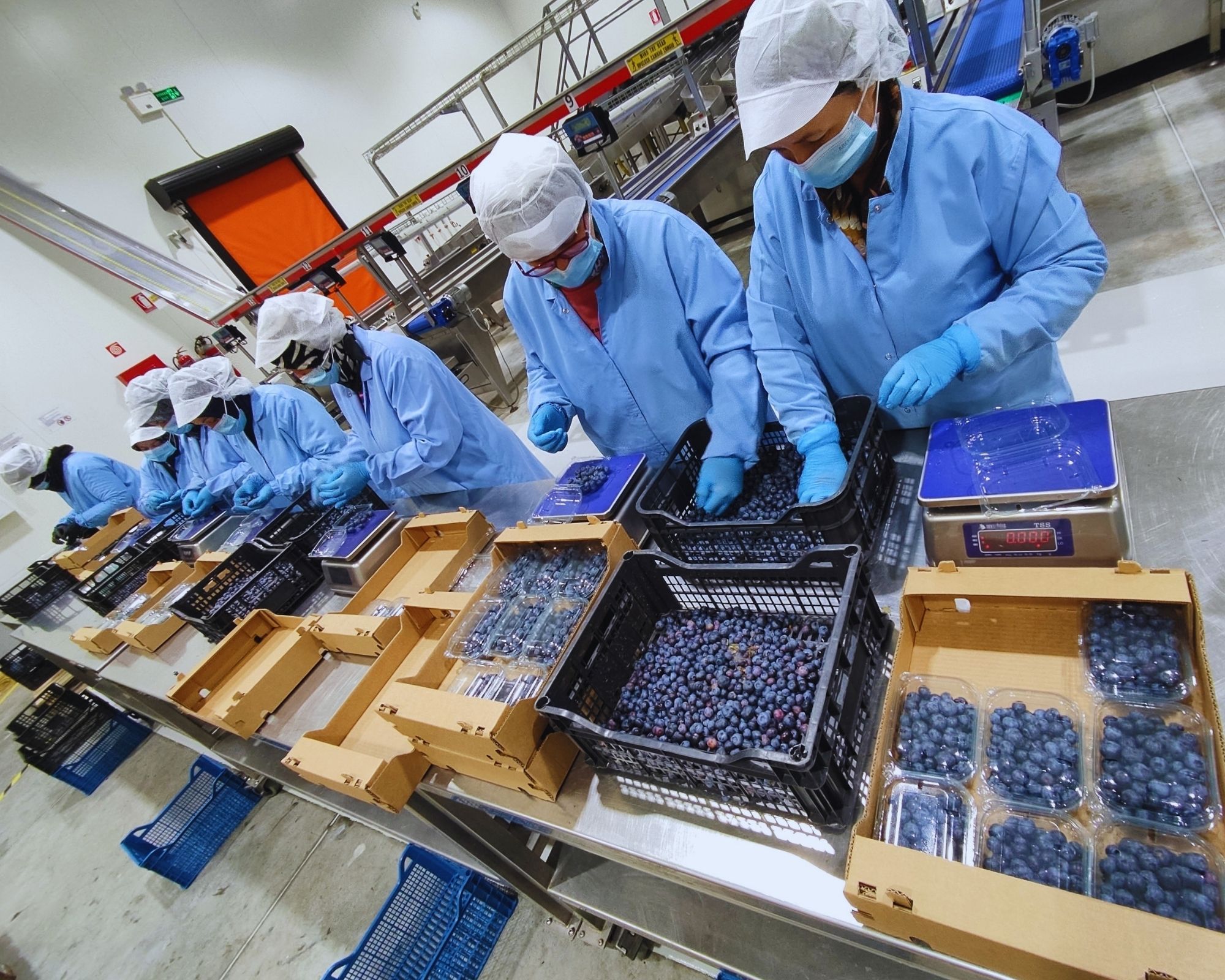 Blueberry packing operations