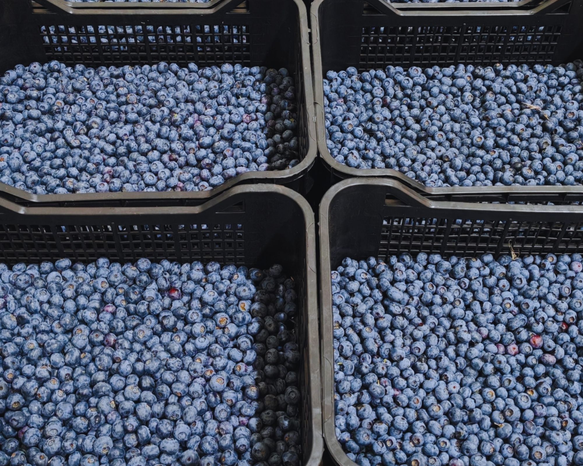 Fresh blueberries collected in harvest crates
