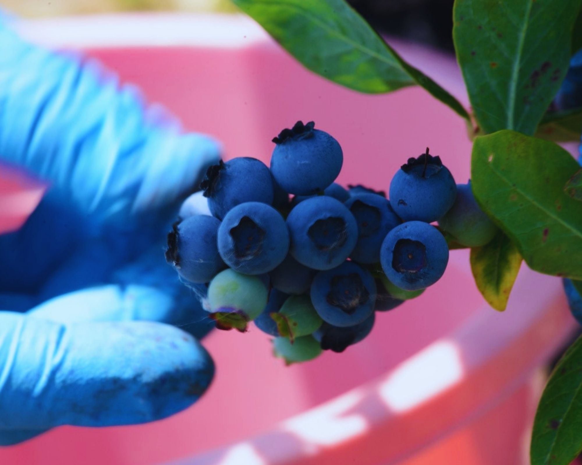 Blueberry fruit quality inspection